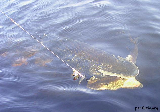 continuarea - fishing51.jpg